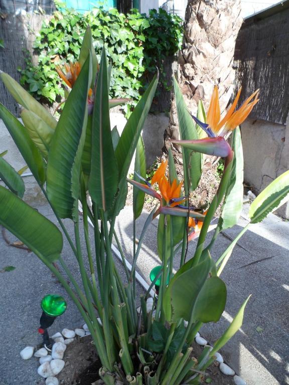 Celo Garden Guest house Peguera