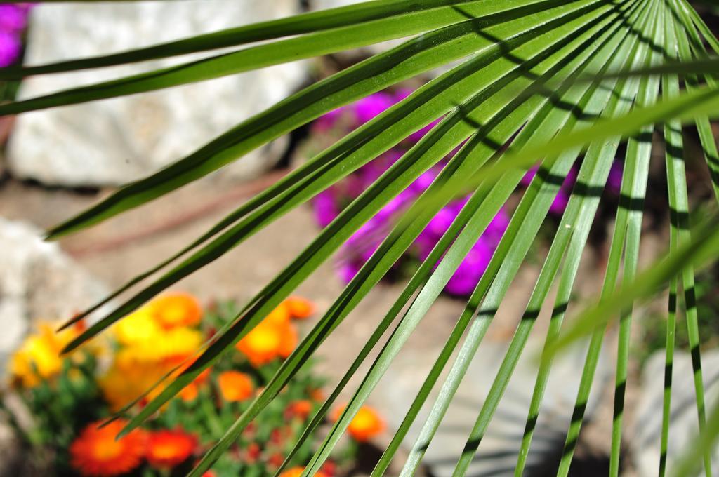 Celo Garden Guest house Peguera